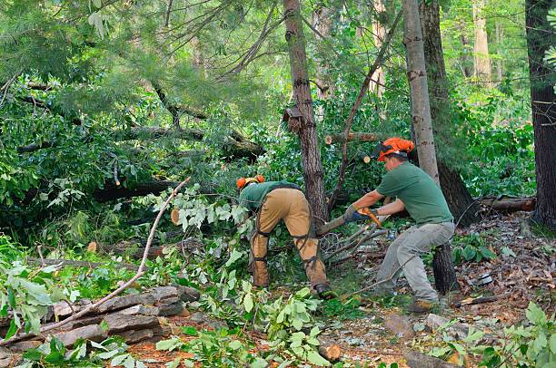 Floral City, FL Tree Care Services Company